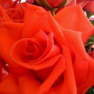 Fundraising Page: Rose Rankin